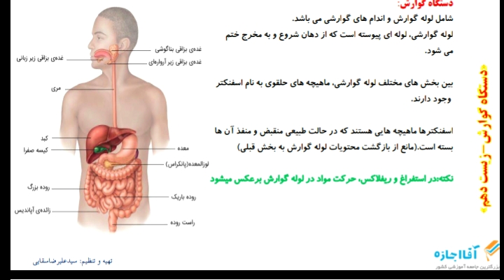 دستگاه گوارش- ساختار و حرکات لوله گوارش